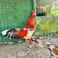 Bông đỏ 3kg4 tay 1 cục, nhanh gọn lẹ! 🏯 Xem gà tại Cao Lãnh.
