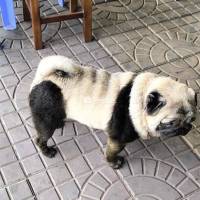 Pug 3 Tuổi Cần Tìm Chủ Mới  