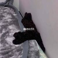 màu sicula 4 tháng poodle