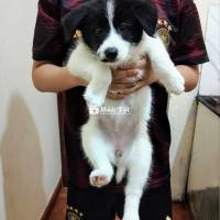 Giống: Lai giữa poodle và chó đốm