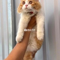 Nhỏ Nhưng Đáng Yêu, Cần Tìm Chủ Mới Cho Các Bé Mèo Xinh Xắn 🐾 📞 Liên hệ Zalo: 09416702  