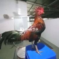 Gà Tre 1kg3 Tơ Zin, Siumy - Tay Tốt, Bổn Mẻ, May Độ  
