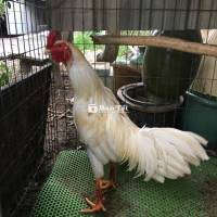 Gà Bướm 3kg1 - Gà Bướm Tơ Zin, Lông Mới Tay, Dày Cứng  