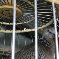 Cần Bán Gấp Gáy Rù Điếc Tay  