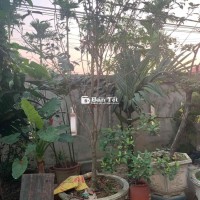 cây mộc