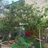 Cây mẫu đơn nhà còn, giao lưu anh em giá hợp lý