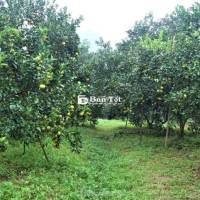 Vườn Cam Ngọt 9130m² Đang Thu Hoạch - Xuân Thọ, Xuân Lộc, Đồng Nai
