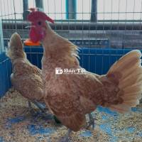 bán 1 cặp vảy cá vàng 2 triệu/cặp
