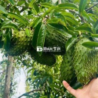 Đắk Nông - 9 ha sổ đủ xe hơi đến đất tại Đắk Mil - Giá 400 triệu/ha!