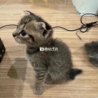 Mèo Lai - Mèo mẹ là mèo Anh lông ngắn xám, mèo cha là mèo lai  