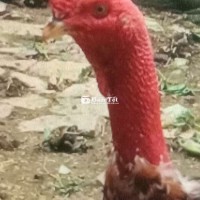 Khỏe sung Đỏ đẹp lớn khủng có 36 con Gà Đòn