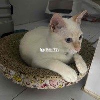 mèo trắng mắt xanh
