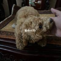 Poodle Vàng 5 Tháng Tuổi