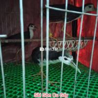 Cần giao lưu chim Quốc sang lụp. Dọn nhà cần ra đi 3 em Quốc bổi, cám cứng 1 trống + 2 mái