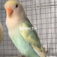 Cần bán cặp Lovebird không viền đang bắt cặp