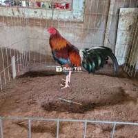 Cubanlai 1k45 Gà đổ có sl