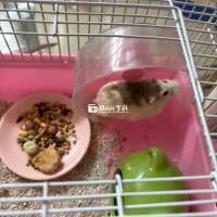 Lồng chuồng chuột Robo Hamster Combo