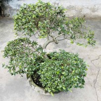 Cây duối bonsai  và cây ổi tàu