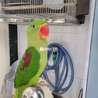 Chim Xanh To Con Đầu Vuông Ngoan Hiền, Đuôi Hơi Xấu  