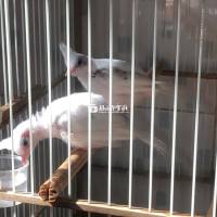 CẶP BẠCH GHEN ĐẤU BỐ LÂN MẸ TÊ VÀ CẶP XÁM VÍP  