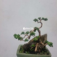 Bonsai Hương Sam ký đá