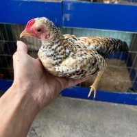 đồng giá 70”0k be