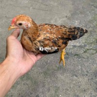 cặp trống mái 700k