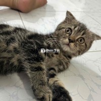 Gả mèo Aln - Bé gái xinh xắn, khoẻ mạnh!