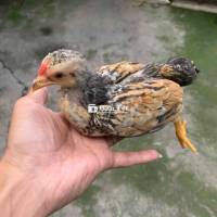 trống mái cộc đồng giá 4,5,0k con