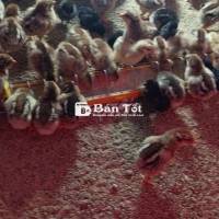 Cần ra đi 200 em gà chọi sọc, chọi đen như clip ạ.