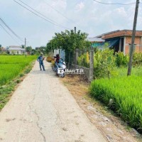 Thổ cú Trần Văn Lợi - Cách nhựa 100m
