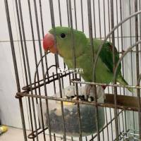 Bé Xanh Thái Tìm Nhà Mới