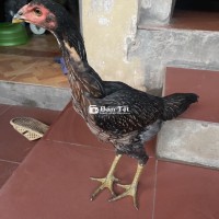 Gà Mái Trọi Nhà - Thanh Lý Giá Tốt