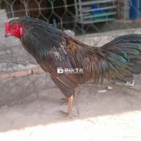 Gà Máu Việt Đậm