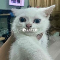 Cần Bán Mèo Lai Anh Lông Ngắn Cái 2.5 Tháng Tuổi  