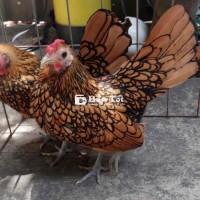 Gà vảy cá vàng 1 cặp: 3.000.000đ