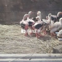 Gà Đông Tảo Thuần Chủng Hưng Yên
