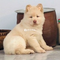 Chó Đực Cái Có Đuôi Tìm Bố Mẹ Yêu Thương  