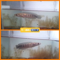 Chào bán chó S18 Yl Sai 18  