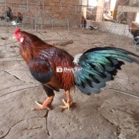 Gà Chọi Cao Cấp - Cơ Hội Không Thể Bỏ Lỡ!