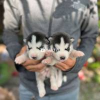 Husky cần thanh lý gấp