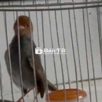Cần nhượng lại chim đầu đỏ bổi