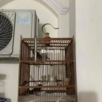 Cặp Chòe Đất Non Đút Lên, Sắp Thay Lông - Cần Giao Lưu Chim Khác  