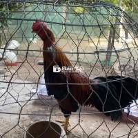 gà tơ không chỗ nhốt nên bán giá mền cho ae