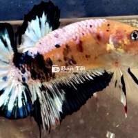 KOI