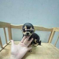 CHIHUAHUA CÁI BLACK-TAN MINI XINH XẮN