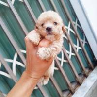 Baby Tiny Nhà Trồng - Tìm Chủ Yêu Thương ❤️  