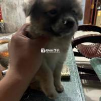 Gà tre và chó con dễ thương cần tìm chủ mới!