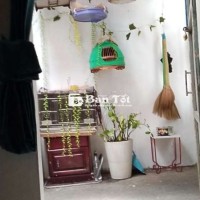 Chích chòe than bị rụng hết đuôi - KTL, cần bay nhanh  