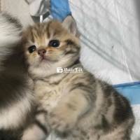 gả bé về nhà mới
